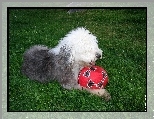 Owczarek staroangielski Bobtail, czerwona, pi�ka